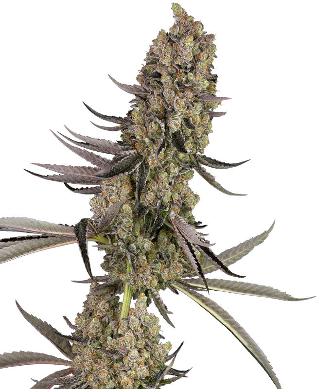 Vlad the Inhaler Feminized Seeds