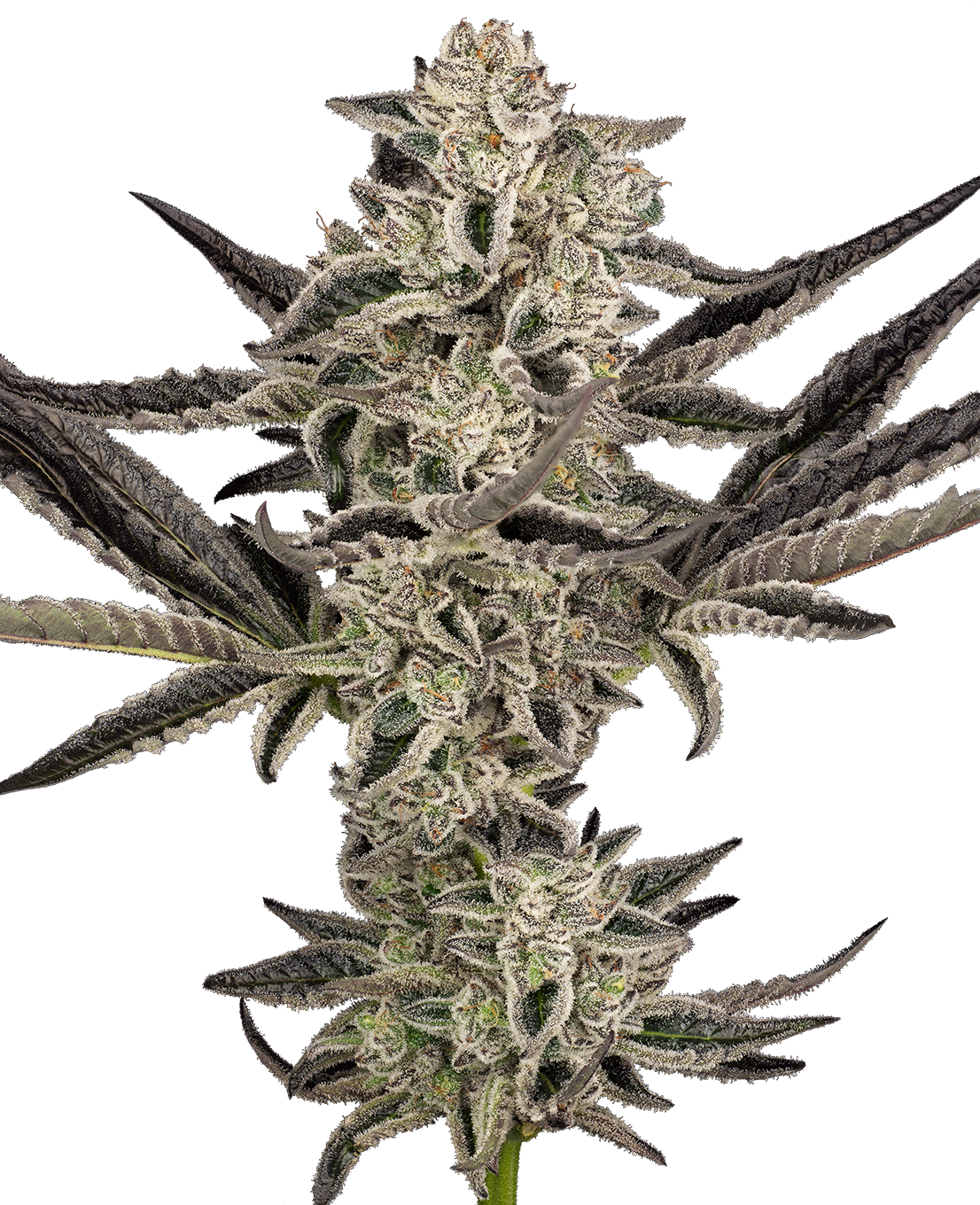 Sensi Seeds Research: New strains added-Sensi Seeds