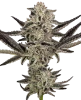 Purple Pickle Automatic Seeds