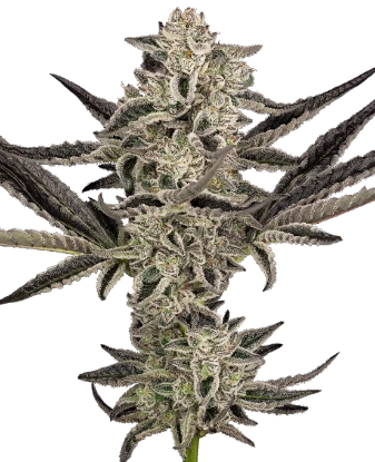 Purple Pickle Automatic Seeds