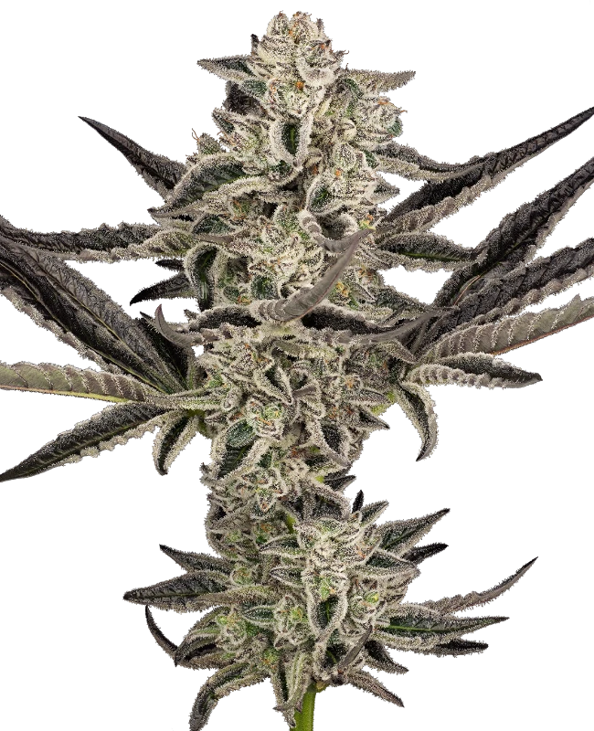 Purple Pickle Automatic Seeds