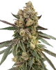 Caramel Pineapple Feminized Seeds
