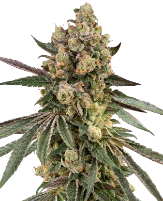 Caramel Pineapple Feminized Seeds