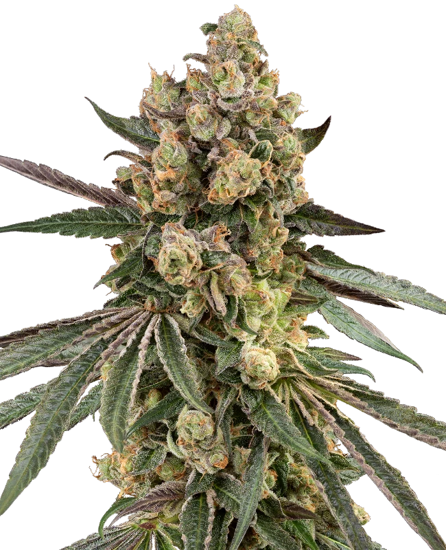 Caramel Pineapple Feminized Seeds