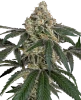 Cereal Killa Feminized Seeds
