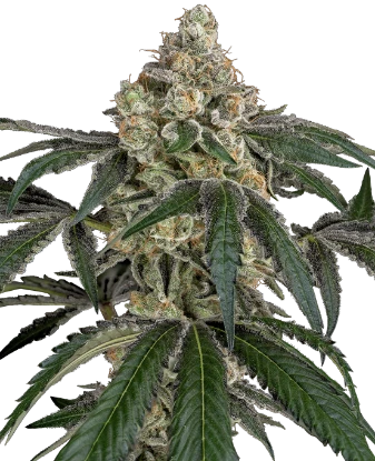 Cereal Killa Feminized Seeds