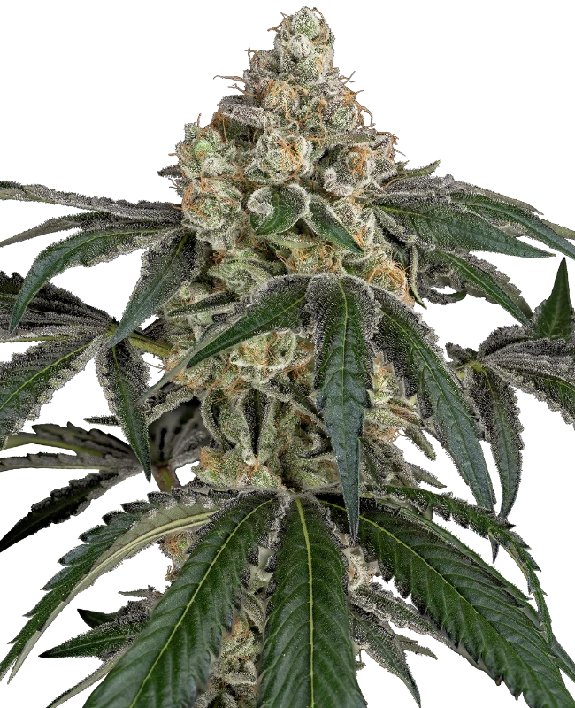 Cereal Killa Feminized Seeds