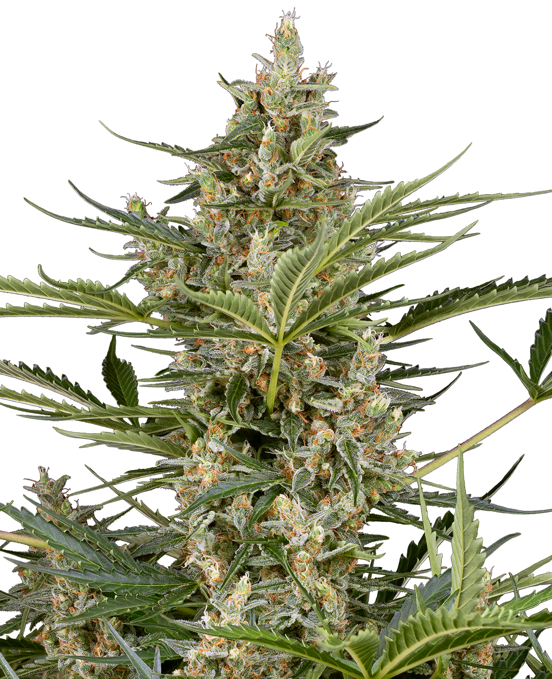 Peace Love & Harmony Feminized Seeds-Sensi Seeds