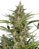 Peace Love & Harmony Feminized Seeds