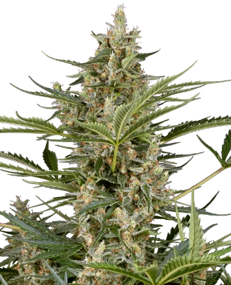 Peace Love & Harmony Feminized Seeds