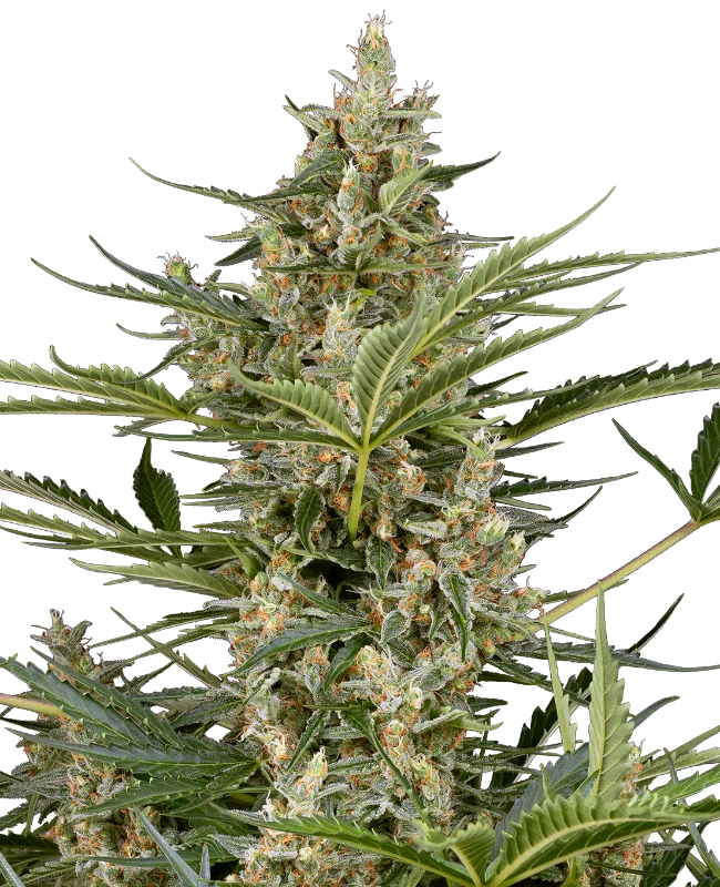 Peace Love & Harmony Feminized Seeds