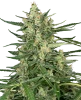 Grape Jam Feminized Seeds