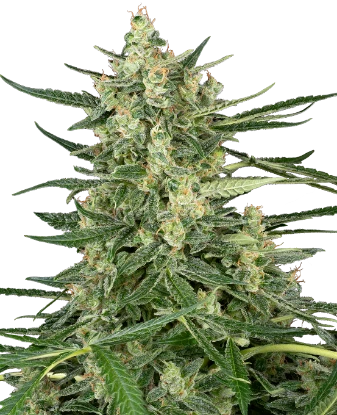 Grape Jam Feminized Seeds