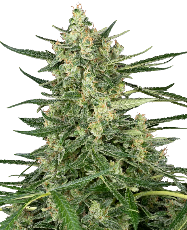 Grape Jam Feminized Seeds