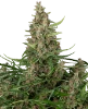 Banana Shake Feminized Seeds