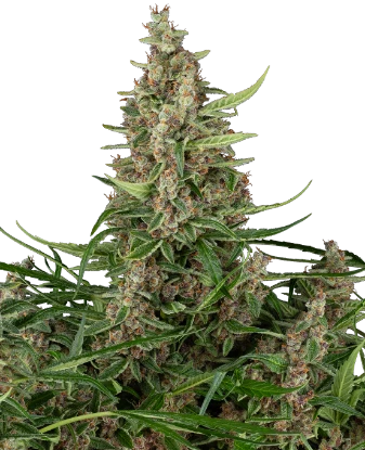 Banana Shake Feminized Seeds