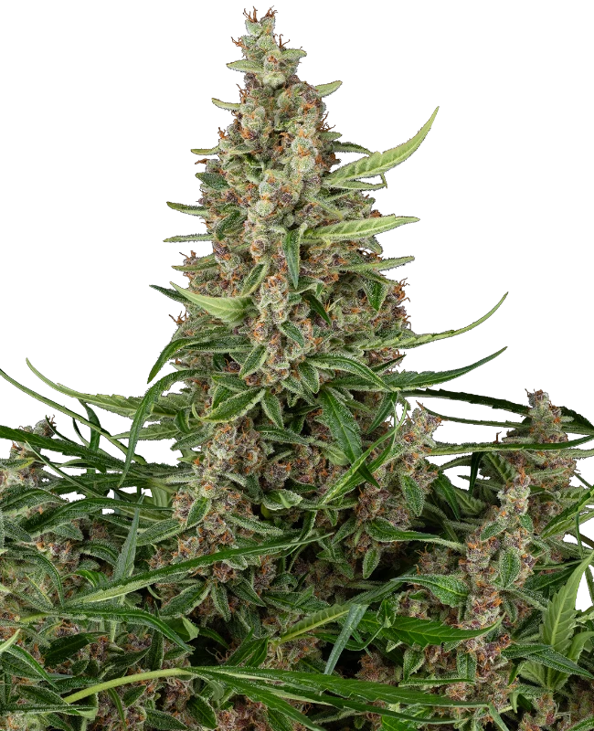 Banana Shake Feminized Seeds