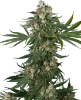Fallout OG Feminized Seeds