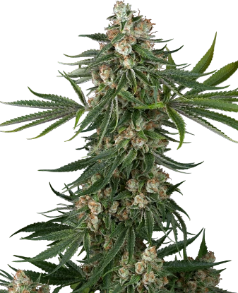 Fallout OG Feminized Seeds