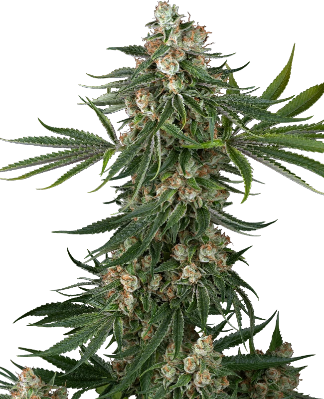 Fallout OG Feminized Seeds