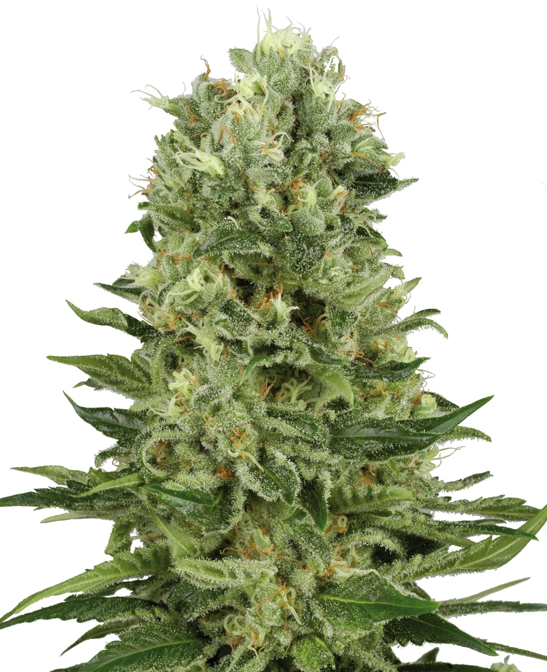 0001329_skunk-1-automatic-