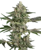 Bad Apple Feminized Seeds