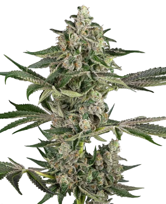 Bad Apple Feminized Seeds