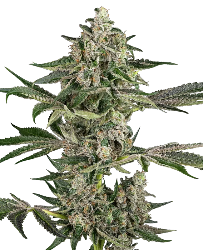 Bad Apple Feminized Seeds