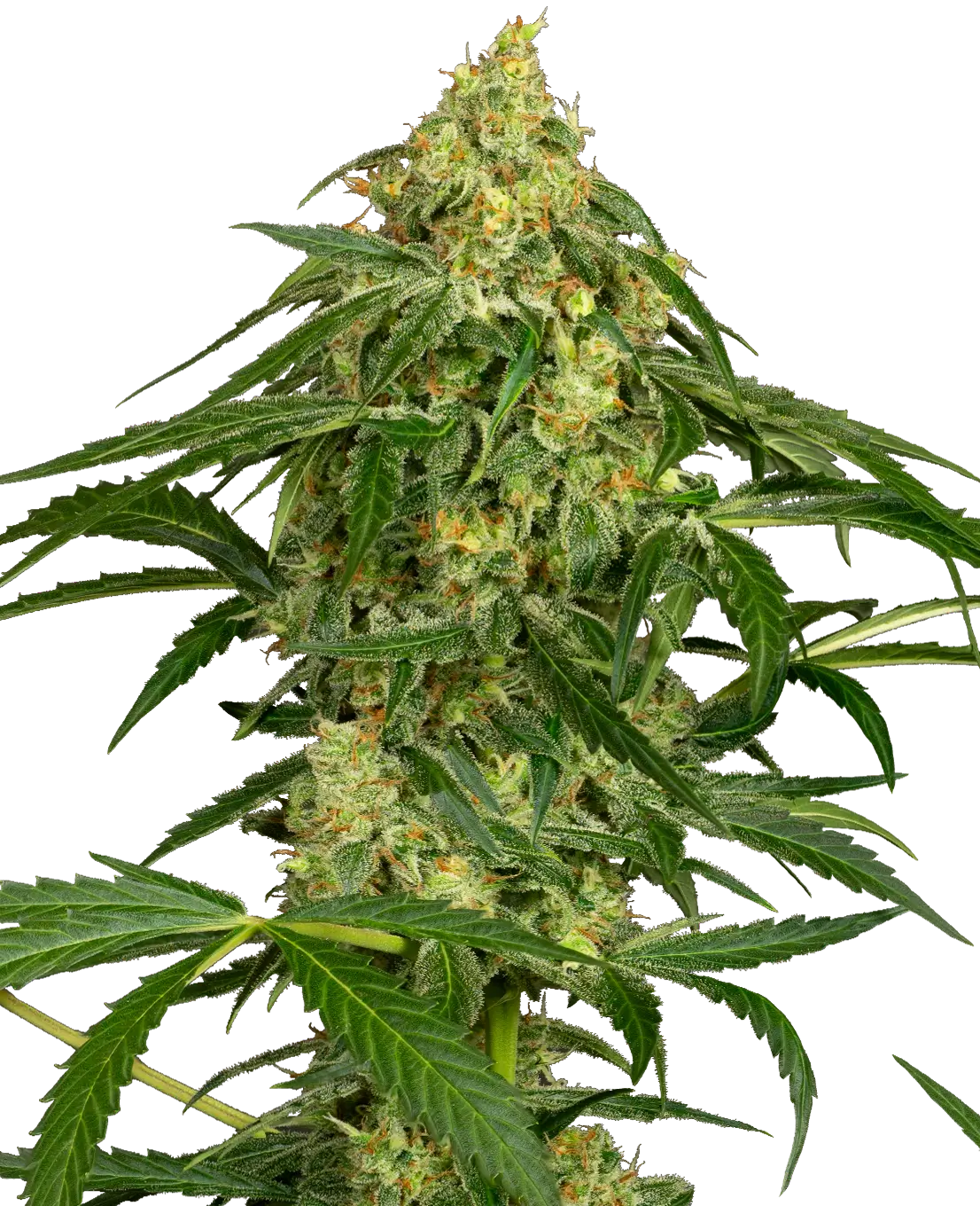 HD formatda bobo porno videolar