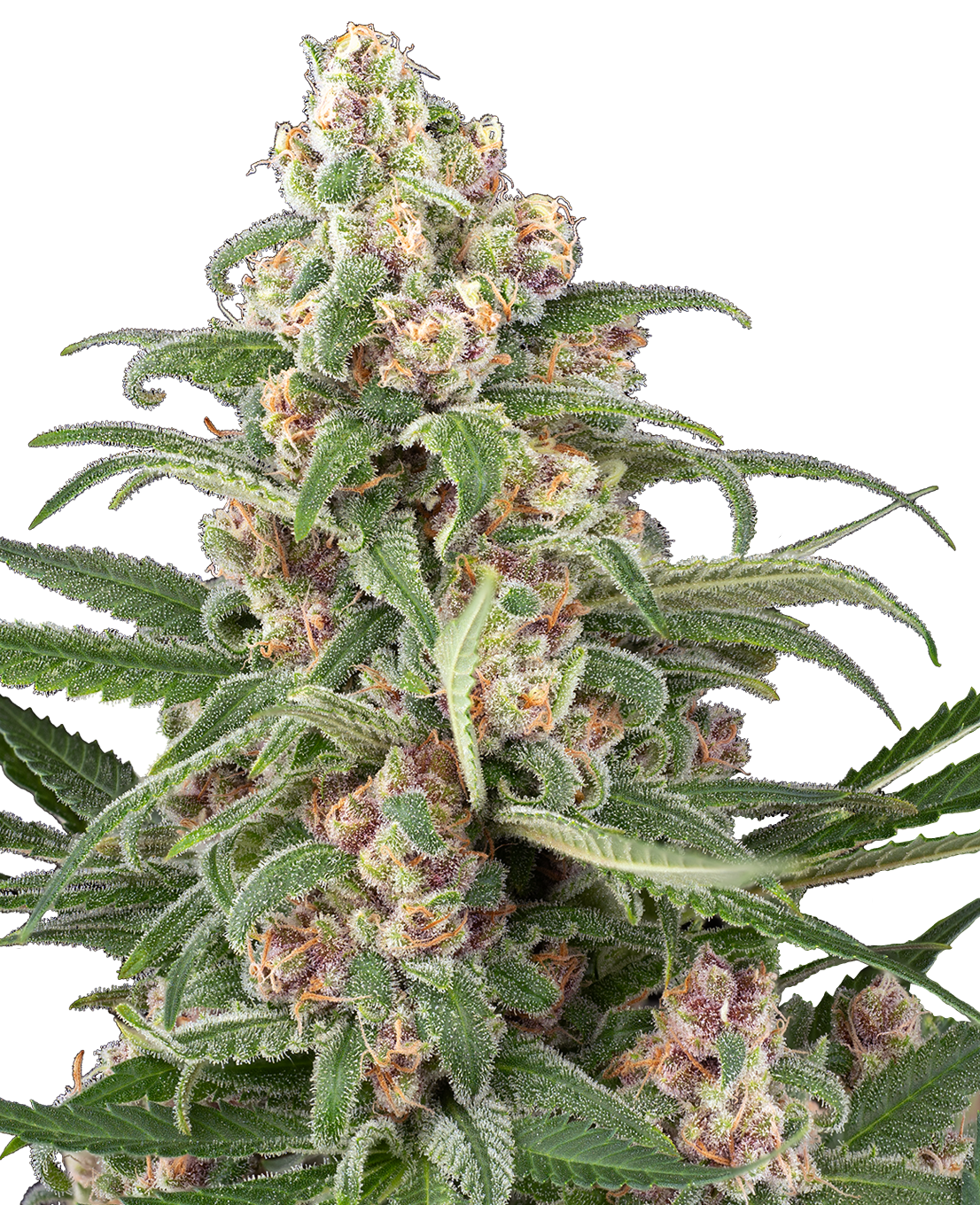 Cassis Automatic Seeds-Sensi Seeds