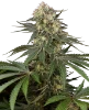 Sensi Supreme Angel's Bliss CBD Automatic Seeds