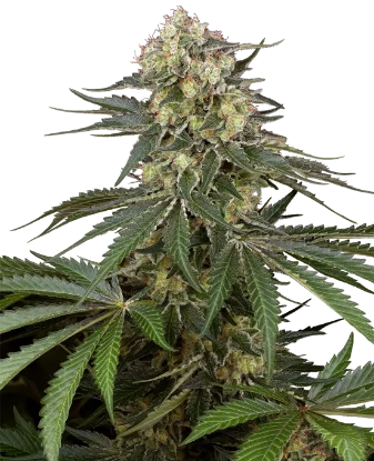 Sensi Supreme Angel's Bliss CBD Automatic Seeds