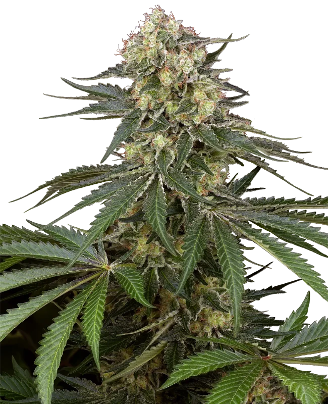 Sensi Supreme Angel's Bliss CBD Automatic Seeds