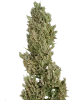 Sensi Supreme Jack Automatic Seeds