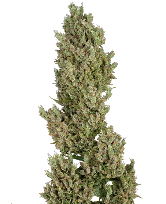 Sensi Supreme Jack Automatic Seeds