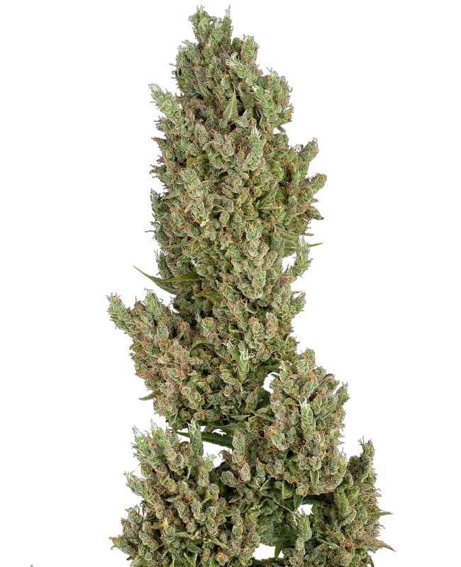 Sensi Supreme Jack Automatic Seeds