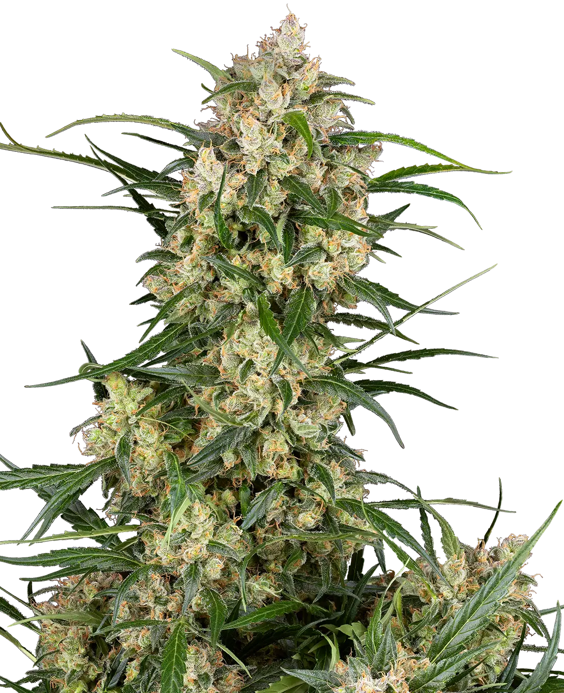 ⑫激レア盤！Sensi Addickオケ！ Sensi Supreme Oak Automatic Seeds-Sensi Seeds