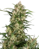 Sensi Supreme Oak Automatic Seeds