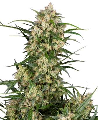 Sensi Supreme Oak Automatic Seeds