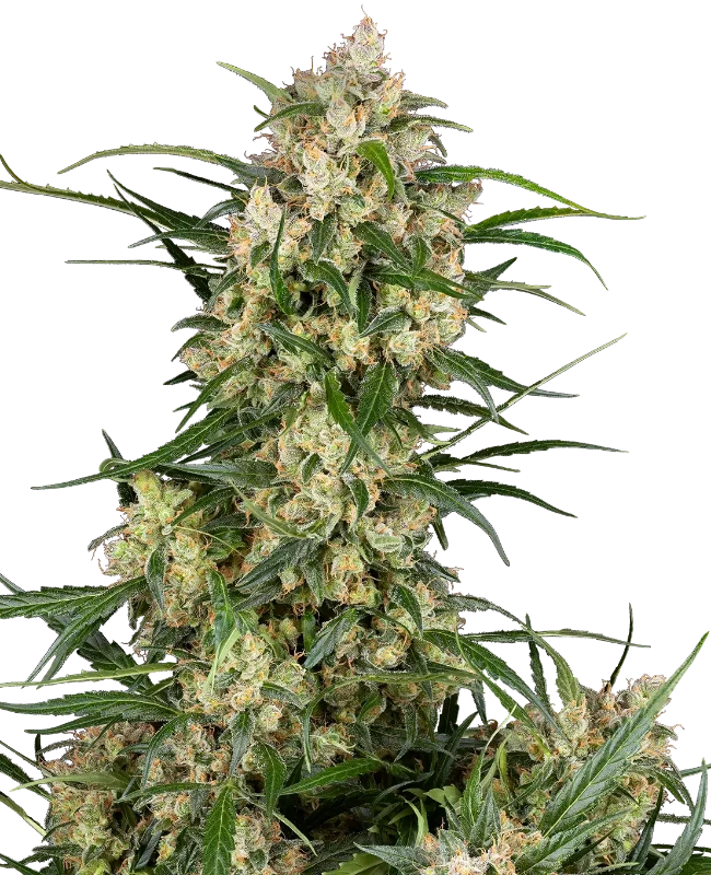 Sensi Supreme Oak Automatic Seeds