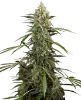 Sensi Supreme Skunk Automatic Seeds