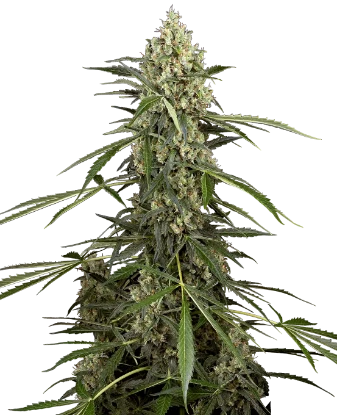 Sensi Supreme Skunk Automatic Seeds