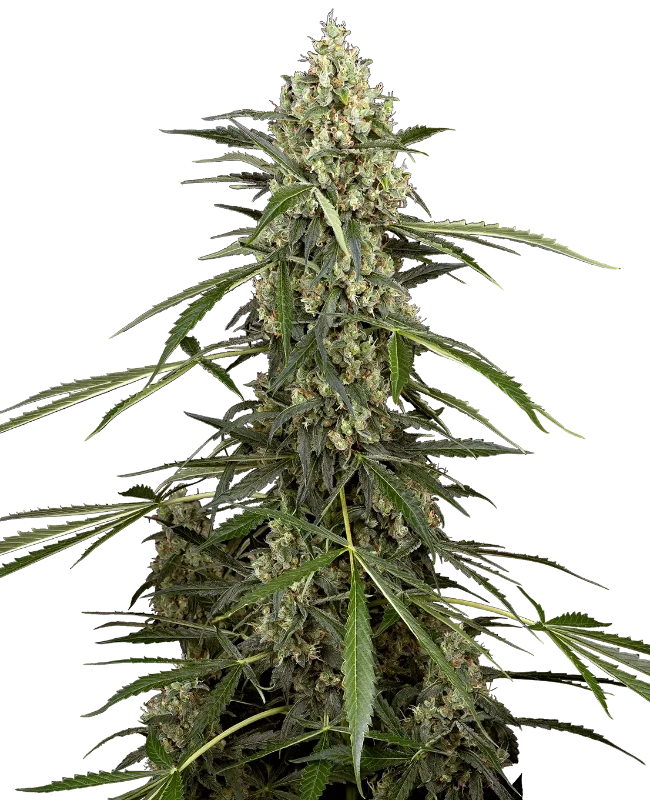 Sensi Supreme Skunk Automatic Seeds