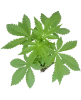 Banana Kush Cake Automatic Cannabispflanzen