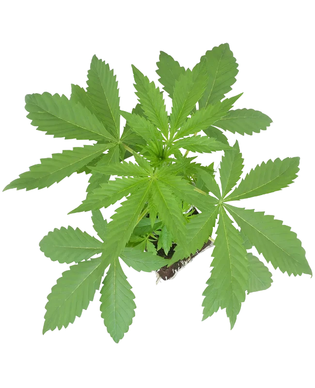 Banana Kush Cake Automatic Cannabispflanzen