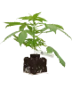 Banana Kush Cake Automatic Cannabispflanzen
