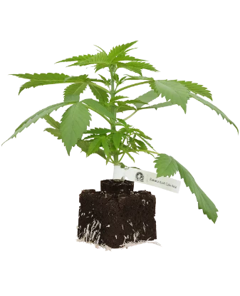 Banana Kush Cake Automatic Cannabispflanzen