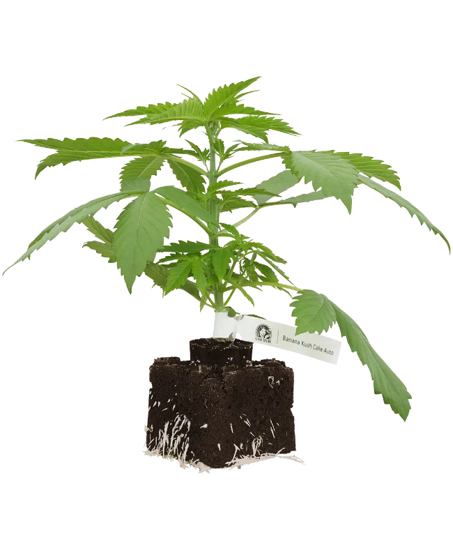 Banana Kush Cake Automatic Cannabispflanzen