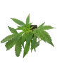 Banana Kush Cake Feminisierte Cannabispflanzen