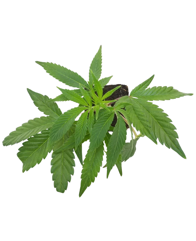 Banana Kush Cake Feminisierte Cannabispflanzen